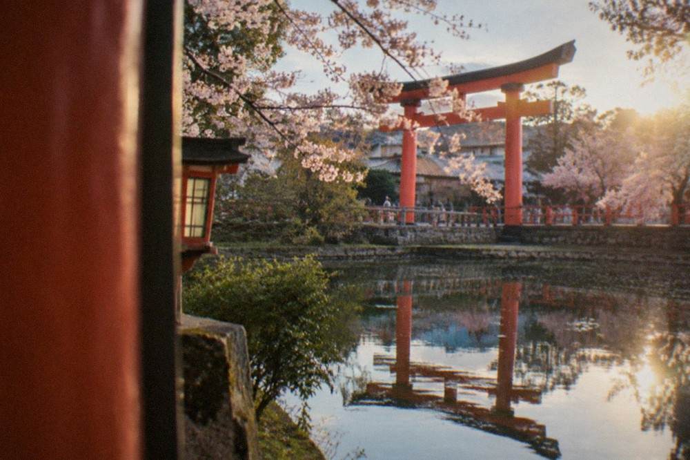 A wide vermillion shrine gate reflected in a pond beside cherry trees