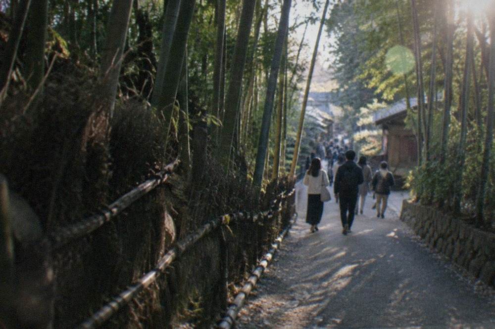 The tall bamboo stalks of the Arashiyama grove lining both sides of a walking path in soft morning light