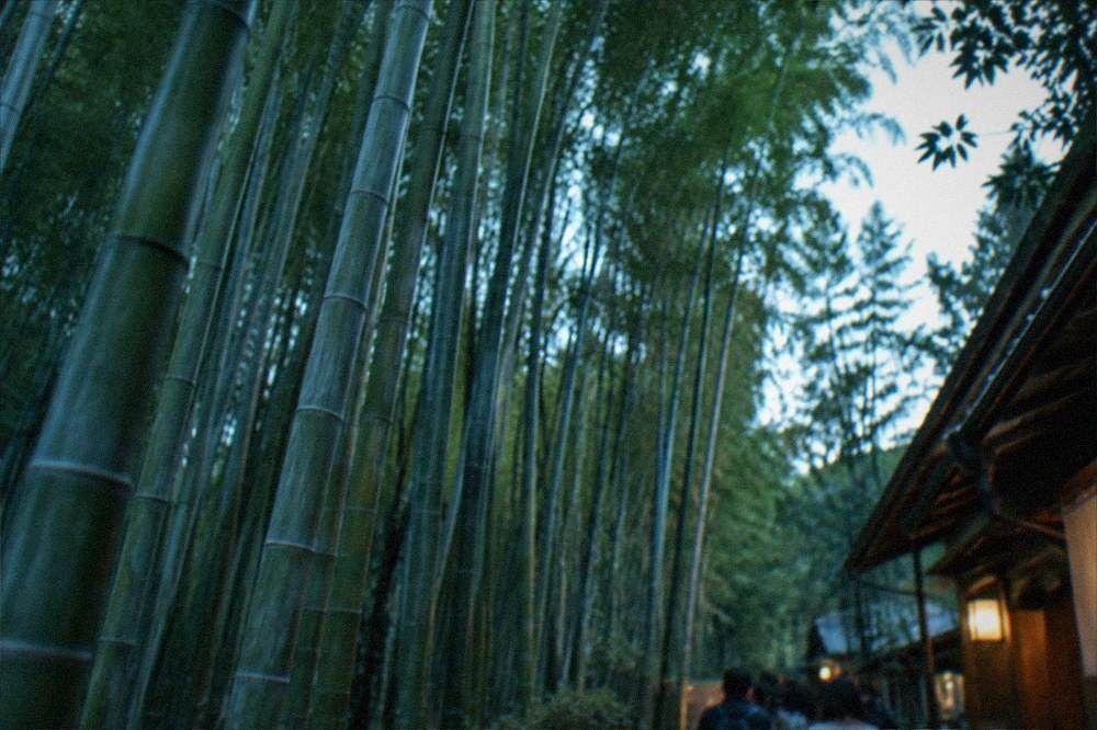 A row of green bamboo stalks close together with filtered morning light between them