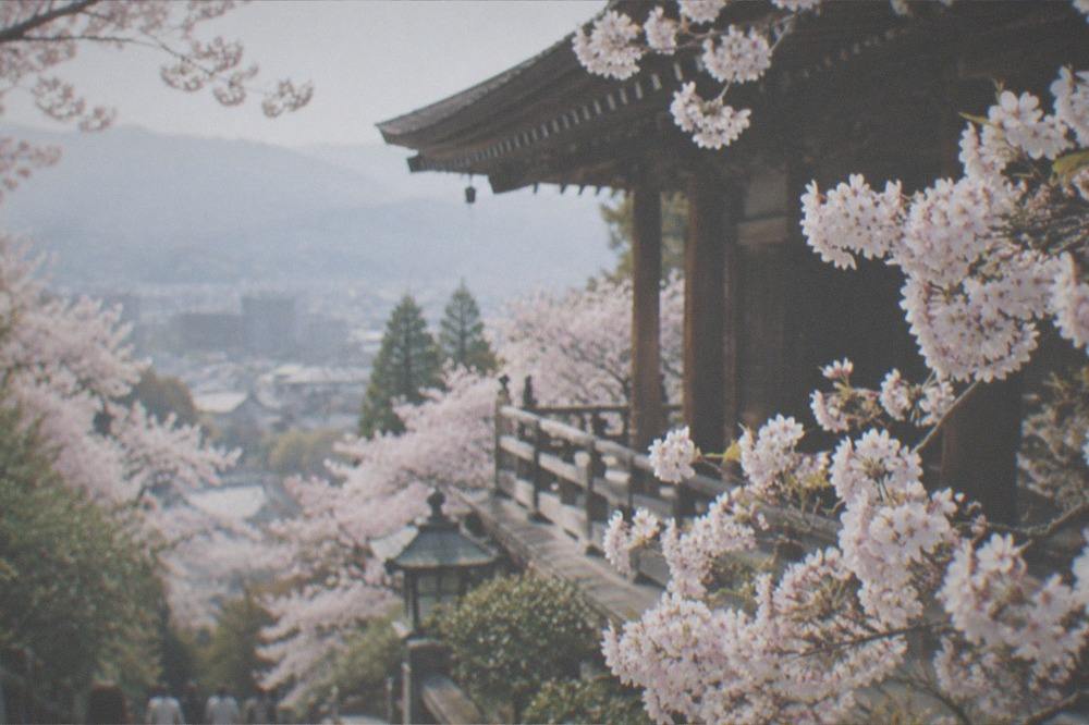Cherry trees in bloom beside a wooden temple building on a hillside