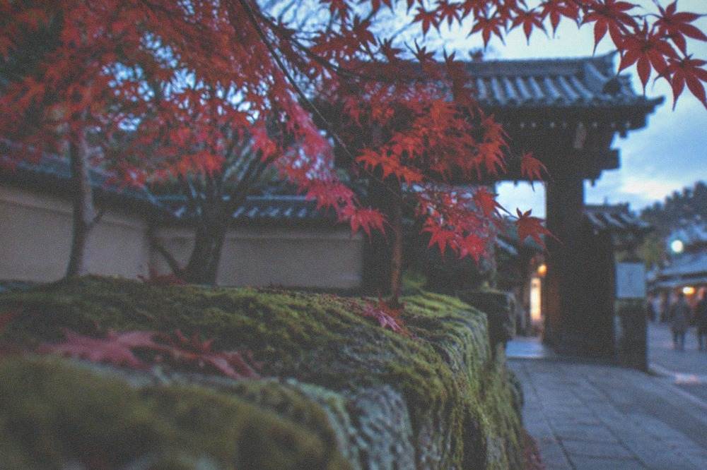 Maple branches with red leaves over a moss-covered stone wall at a temple entrance
