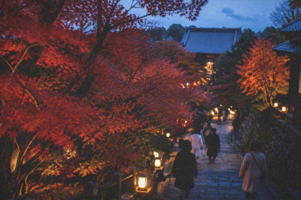 Visitors walking a lantern-lit temple path beneath red maples at night