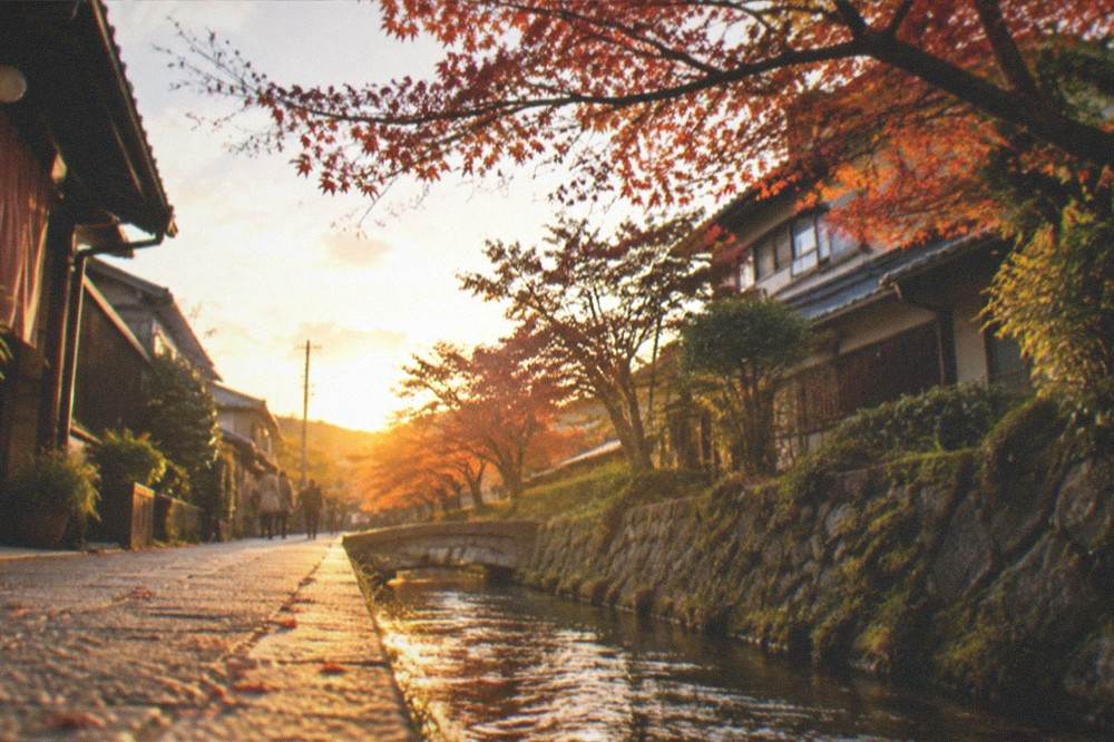 A quiet canal path lined with maple trees and small houses