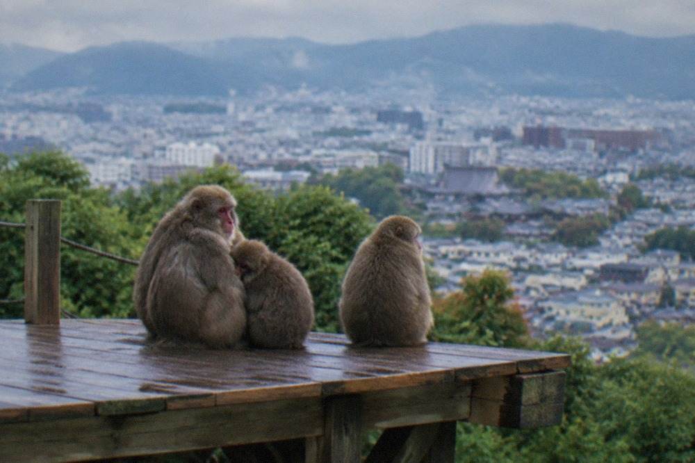 Japanese macaques sitting together on a wooden platform with a wide view over Kyoto city