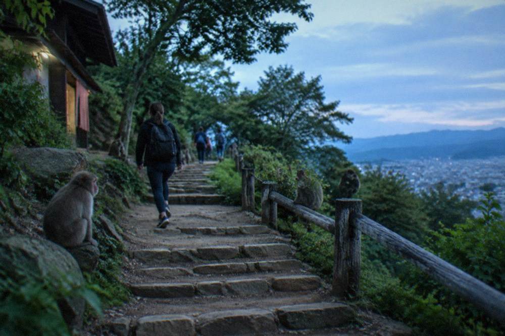 Stone steps and dirt path climbing through green forest toward the monkey park summit