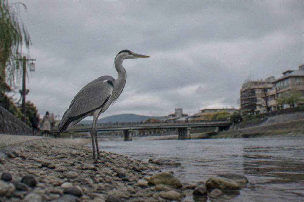 A heron standing on a gravel bar in a shallow river beside a city path