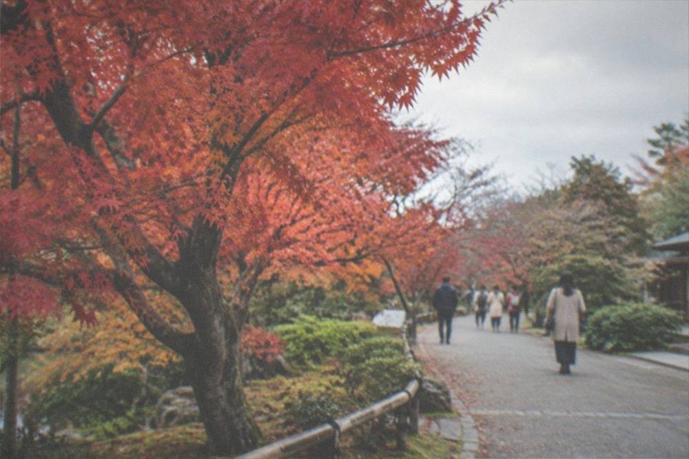 Maple trees with red and orange leaves beside a garden path
