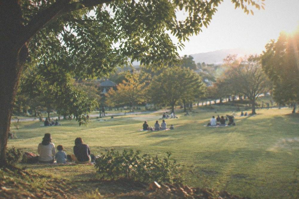 An open grassy lawn in a park with families sitting under trees