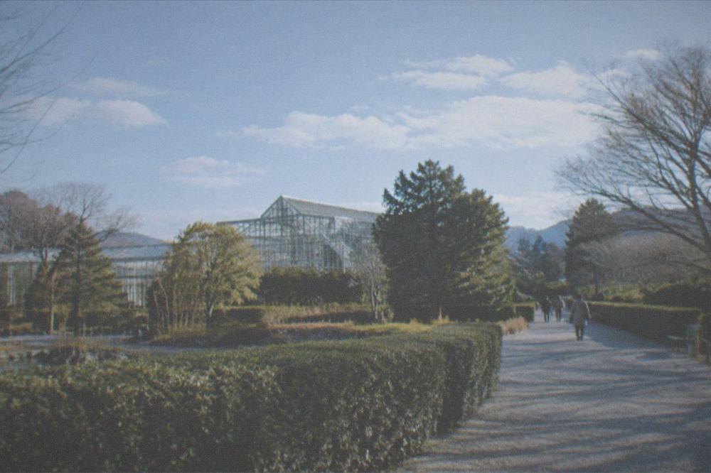 A formal garden path with clipped hedges and a greenhouse visible behind trees
