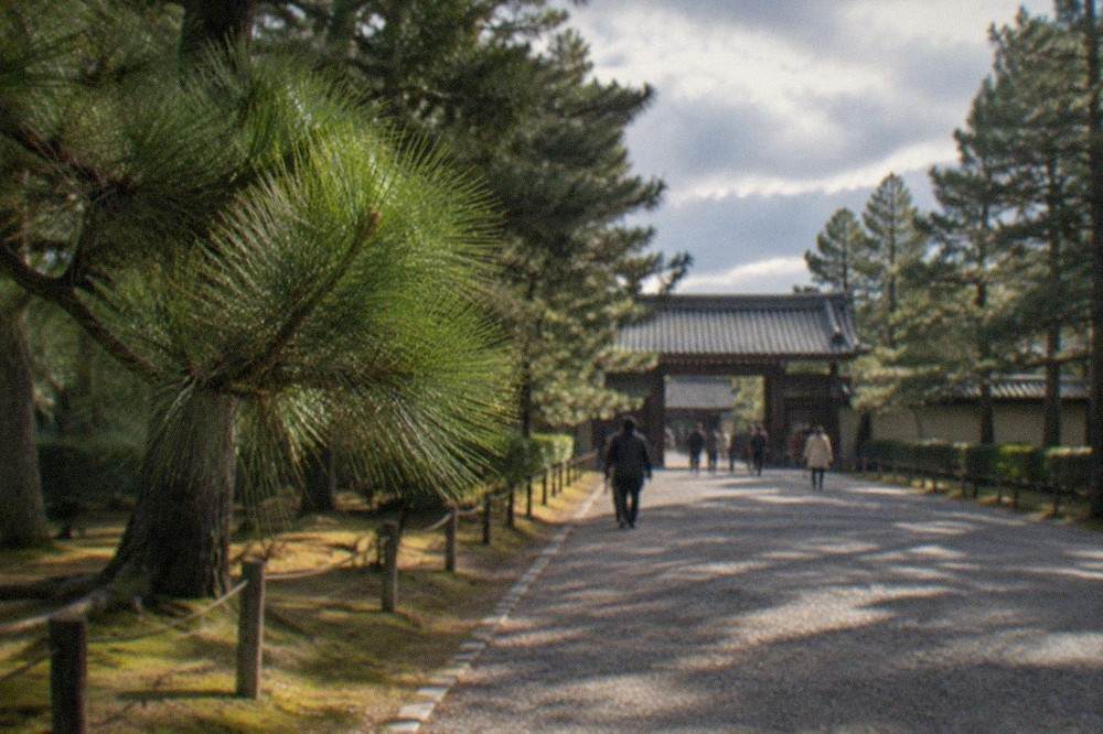 A tree lined gravel path running straight through the Kyoto Gyoen National Garden toward the palace gates