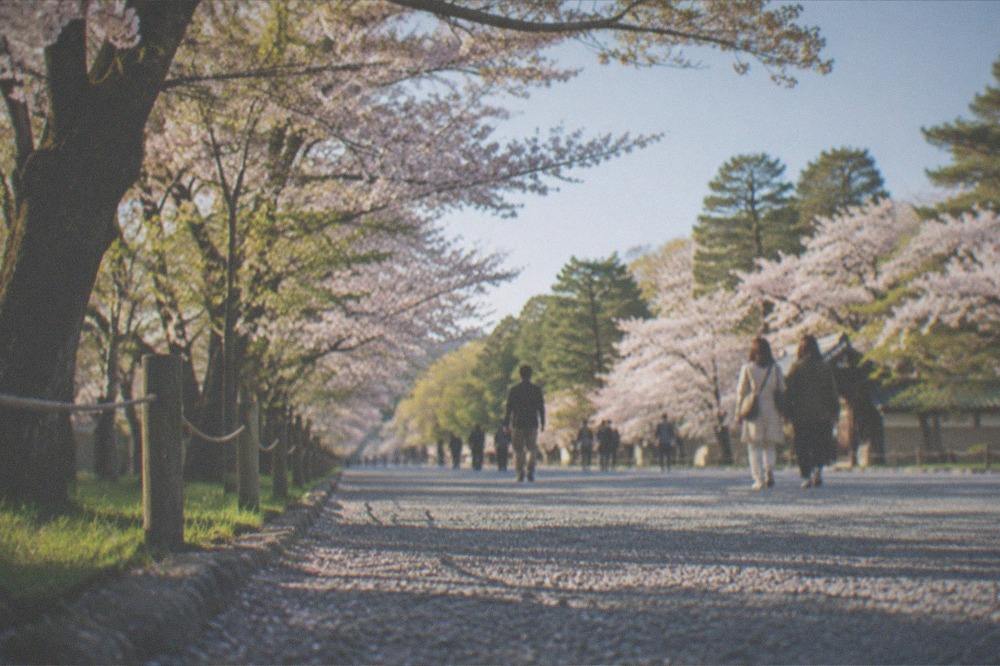 Cherry blossom trees in full bloom along a gravel avenue in a wide park in Kyoto