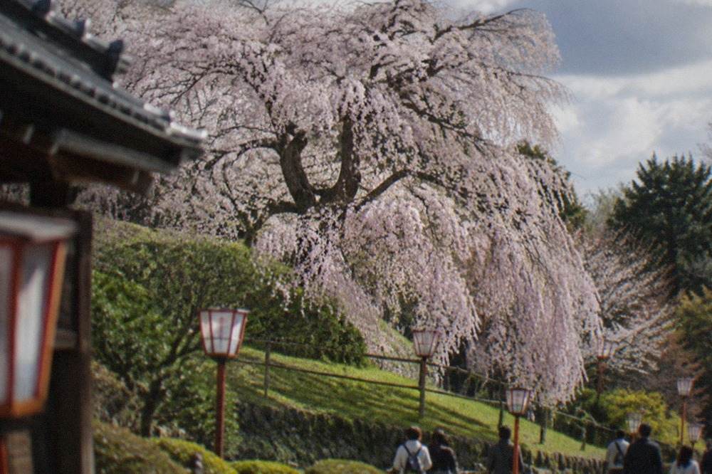 A large weeping cherry tree in full bloom above a grassy park slope with lanterns and visitors below
