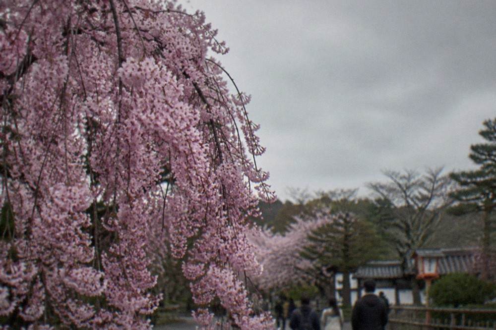 Close view of dense pink cherry blossoms hanging from weeping cherry branches