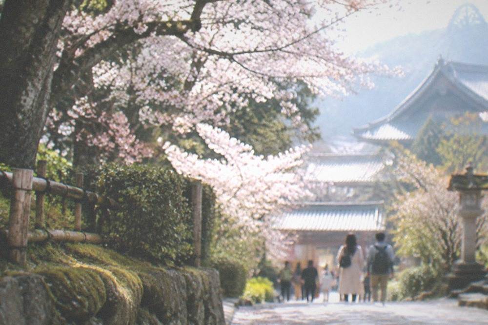 A stone path lined with blooming cherry trees leading toward temple roofs