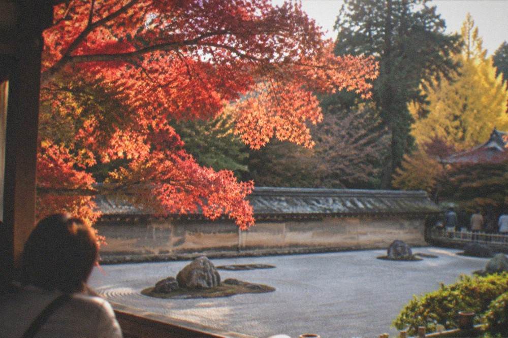Red maple branches over a temple wall above raked garden gravel in late autumn