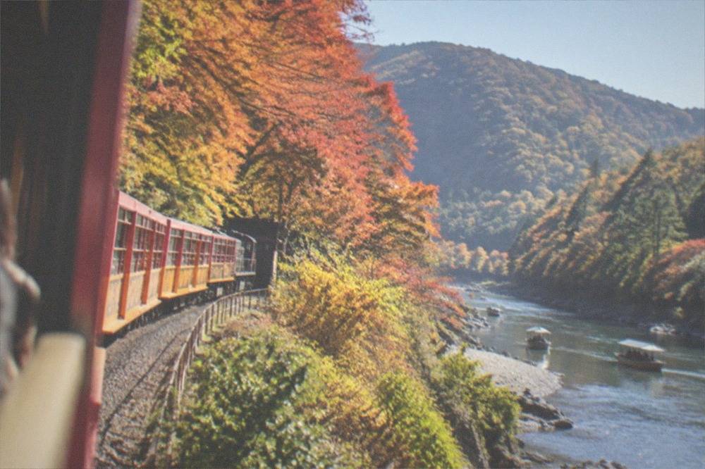 A sightseeing train emerging from maple forest beside a wide shallow river with small boats on the water