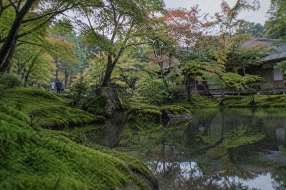 A dense green moss garden surrounding a pond, with maple trees reflected in still water