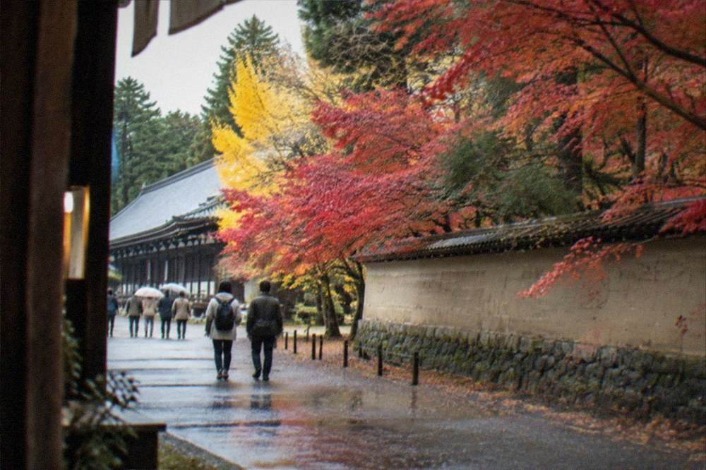 Maple trees with red leaves along a temple wall in late autumn