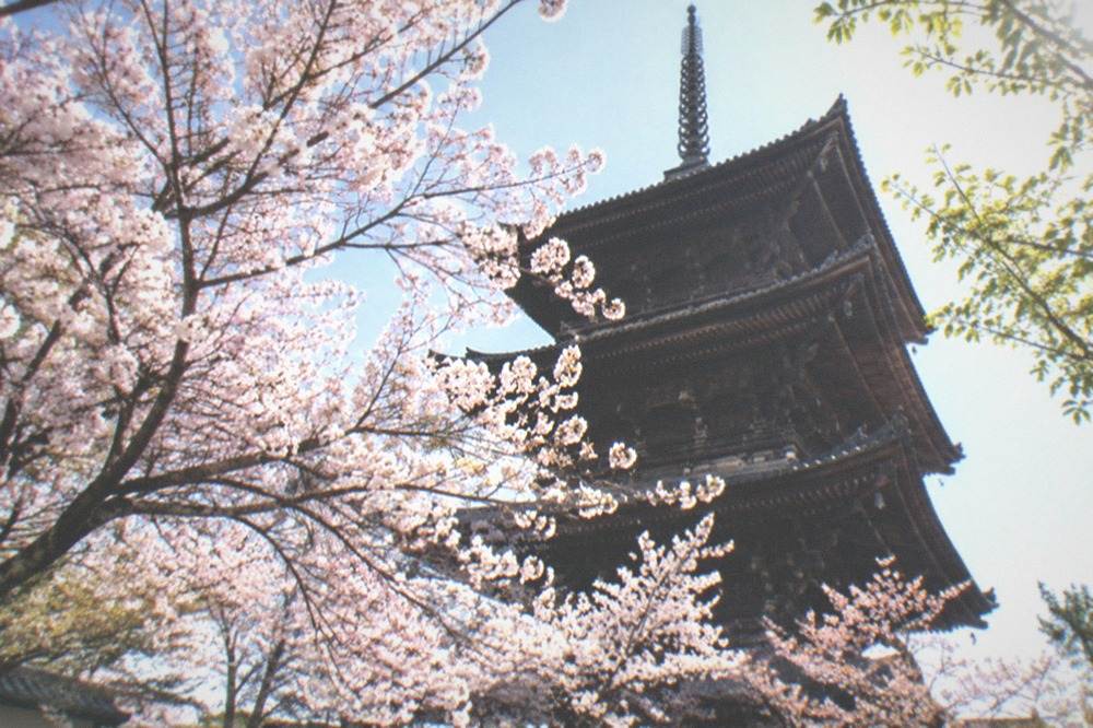 Cherry blossom trees in front of the To-ji pagoda in spring