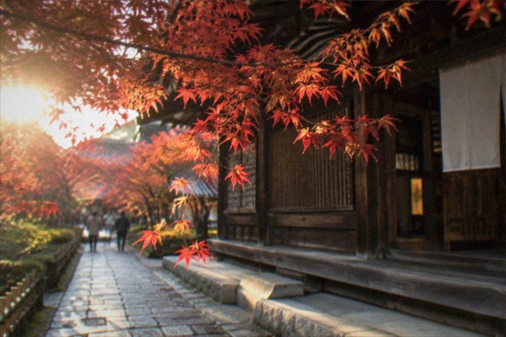 Red maple branches overhanging a stone path beside a traditional wooden temple building