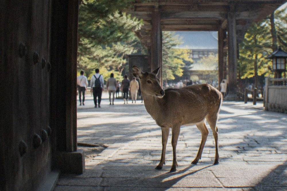 A deer standing on the path in front of a wooden temple gate in Nara Park on a bright morning