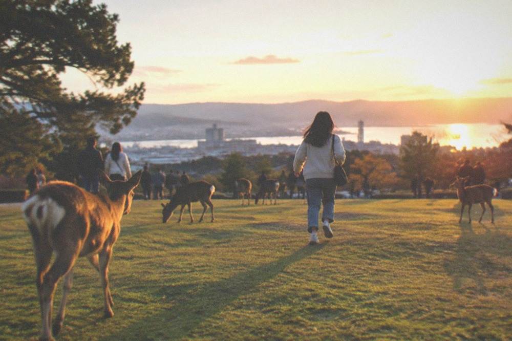 Visitors walking among free-roaming deer on a park lawn in Nara