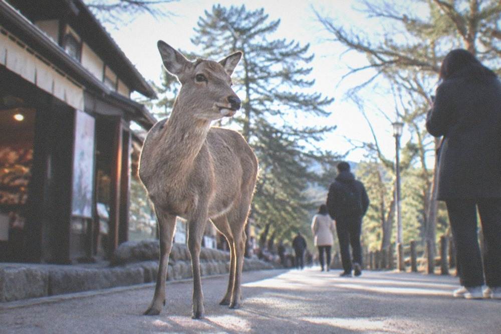 A deer standing on a park path while visitors keep a respectful distance