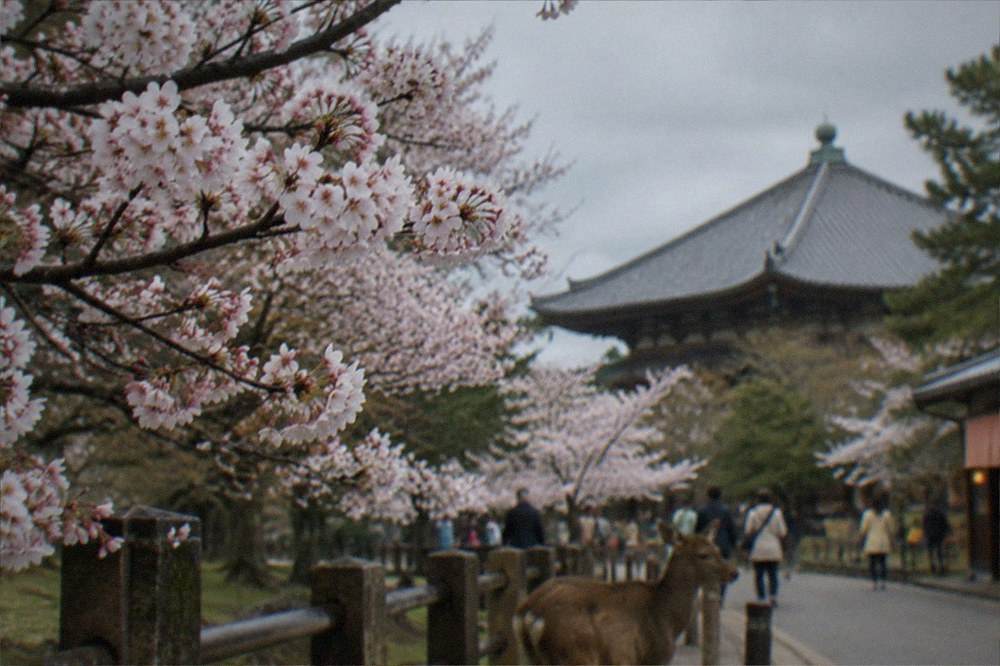 Cherry trees in blossom along a park edge with a temple roof beyond