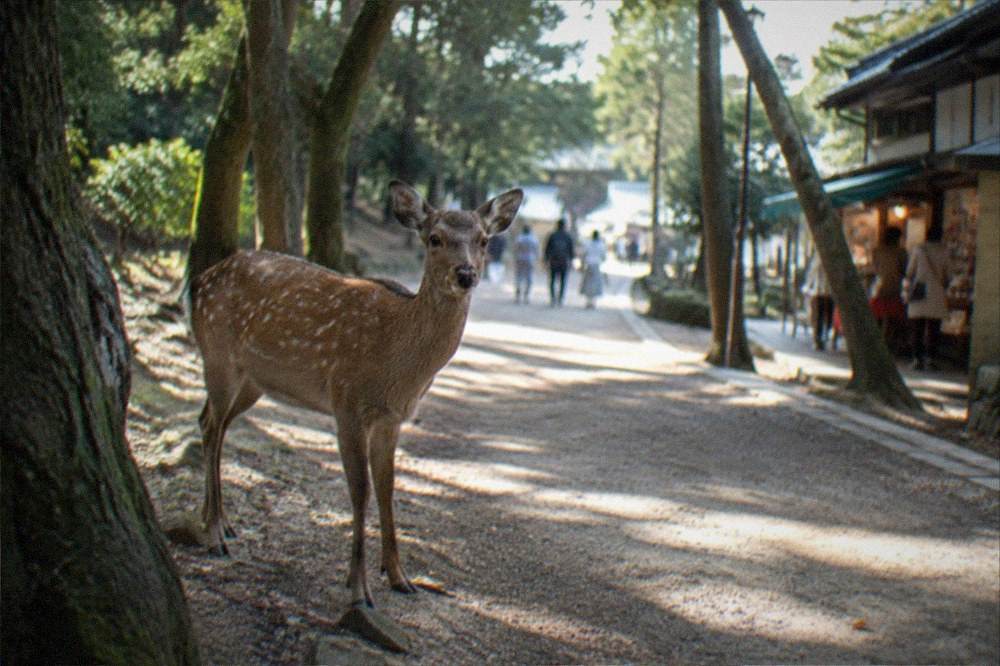 Deer standing on a path beneath tall trees in Nara Park in the late afternoon
