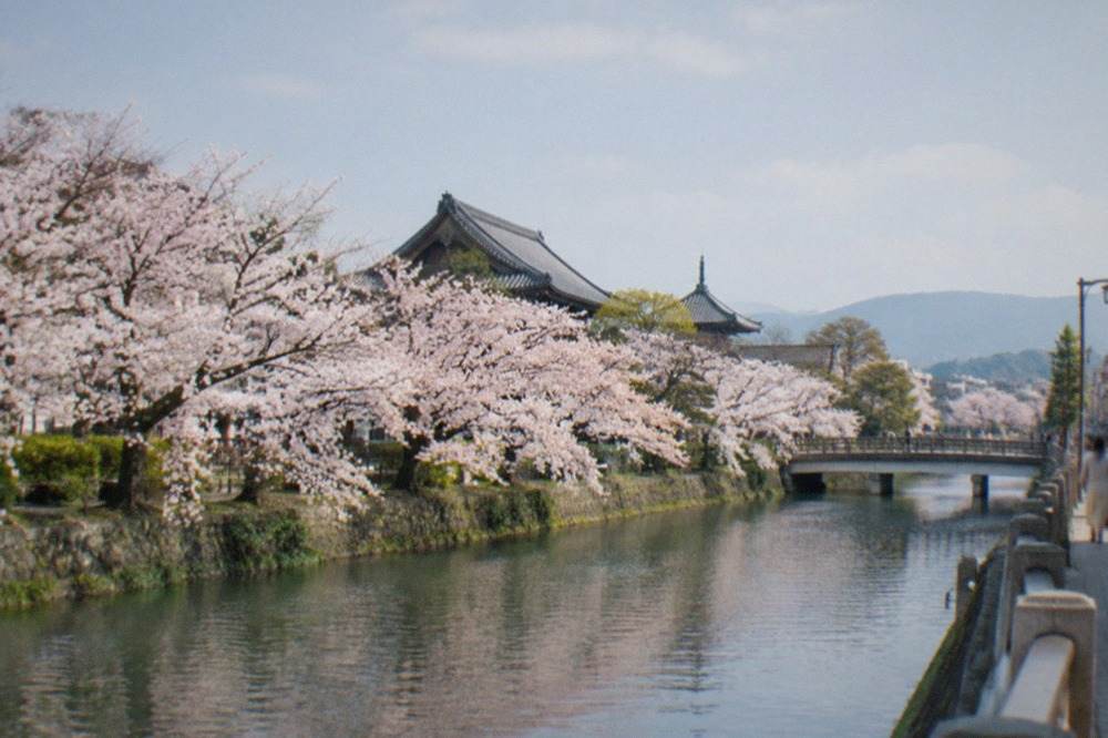 Cherry trees in full bloom along a canal in Kyoto with temple roofs behind
