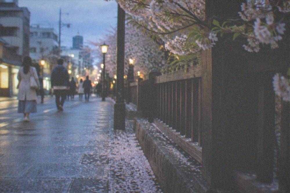 Cherry blossom petals scattered over a stone path beside a wooden fence