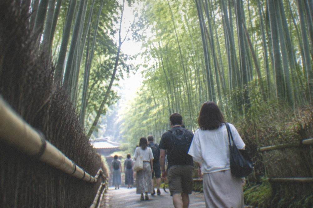 A tour group walking along a path through a tall bamboo grove