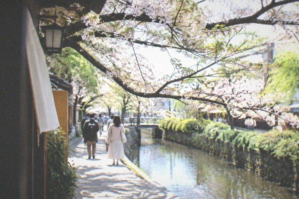 Cherry blossom branches over a canal path with pedestrians below