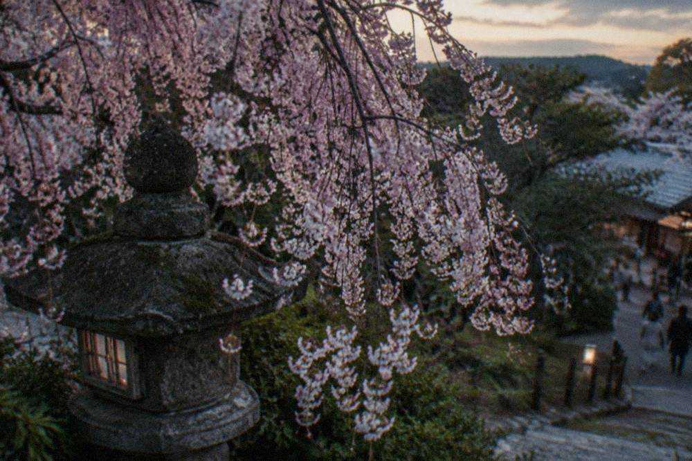 Weeping cherry tree in full bloom above a stone lantern in a Kyoto park at dusk