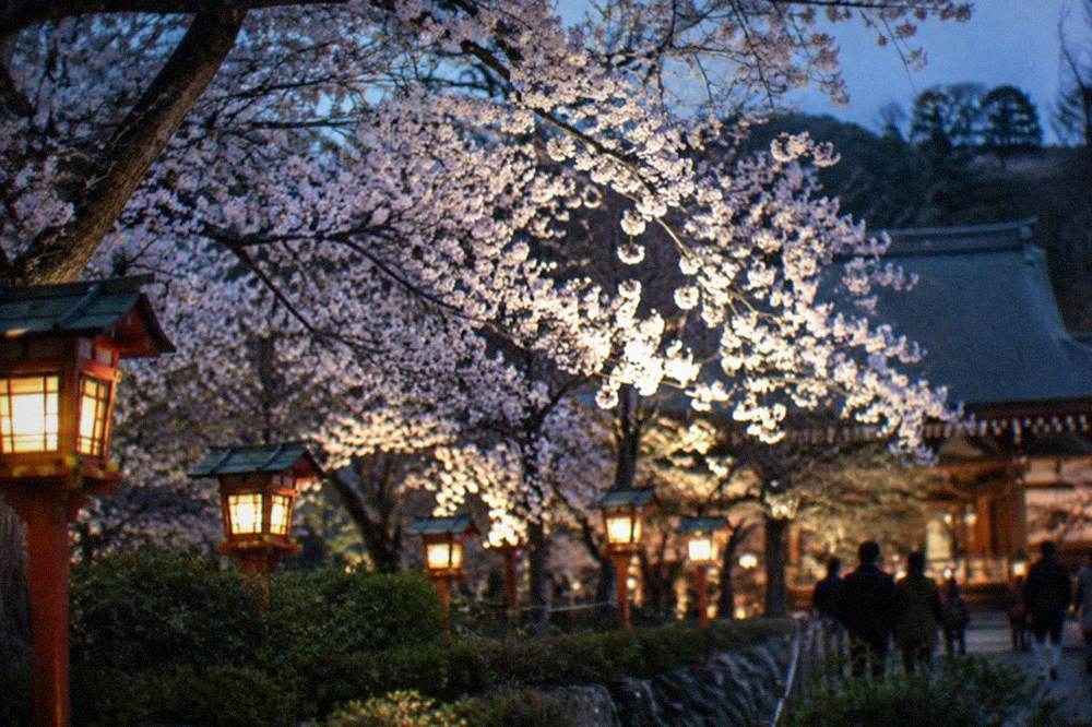 Floodlit cherry blossoms at night above lanterns in a Kyoto temple garden