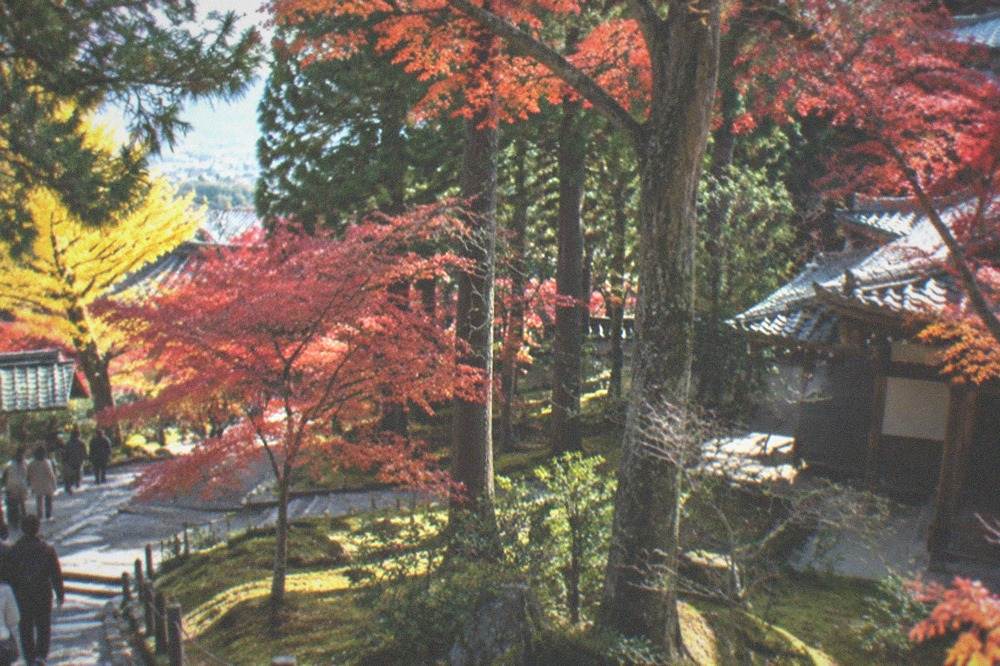 A temple garden in Kyoto with moss covered ground and tall maple trees in autumn colour