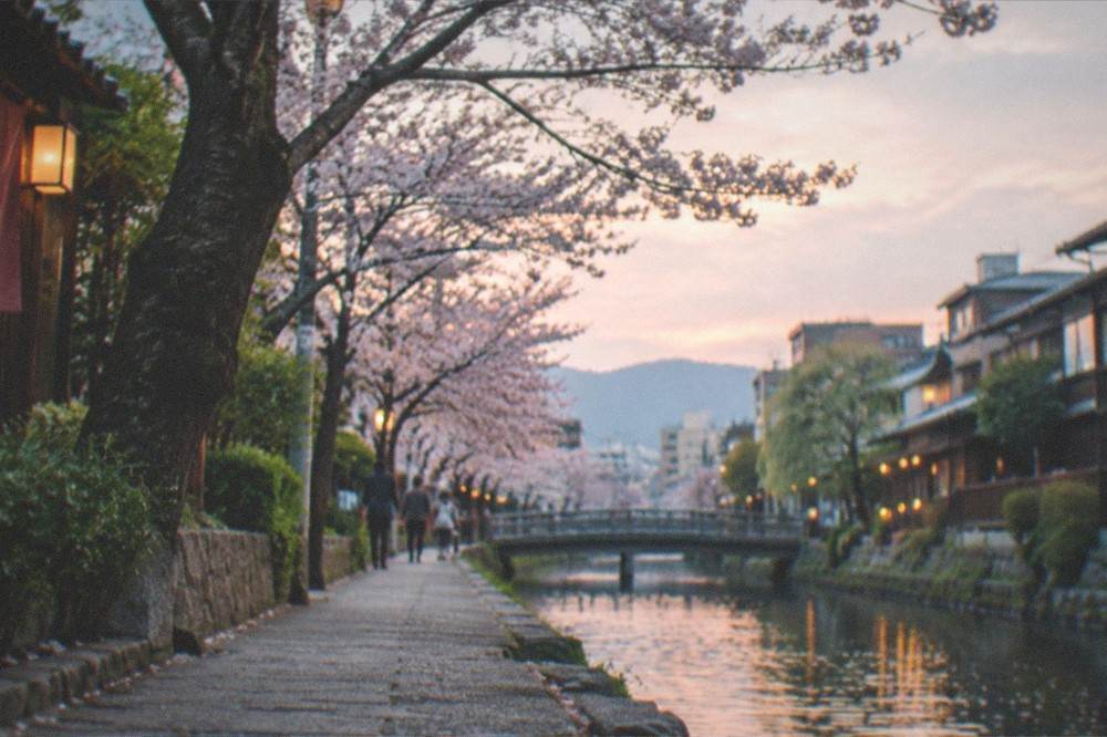 A quiet canal side path in Kyoto lined with cherry trees and traditional buildings at dusk