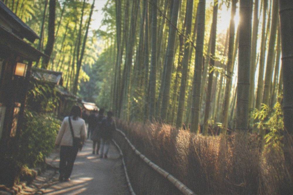 Tall bamboo grove path in Arashiyama with sunlight filtering through the stalks