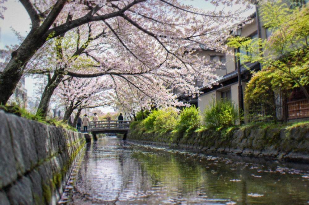 Cherry blossom trees lining a canal in Kyoto with petals drifting onto the water