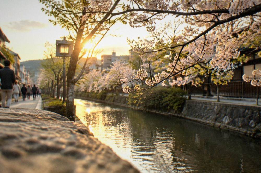 A Kyoto street in soft spring light with cherry blossom trees along the canal edge