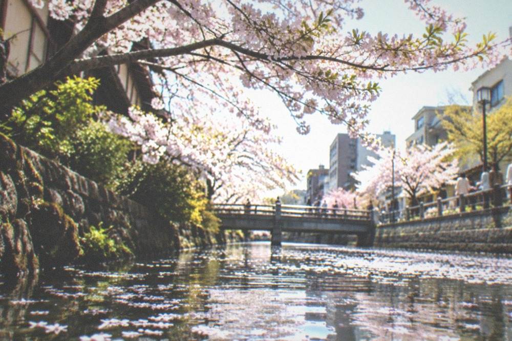Cherry blossom branches over a Kyoto canal with petals on the water surface