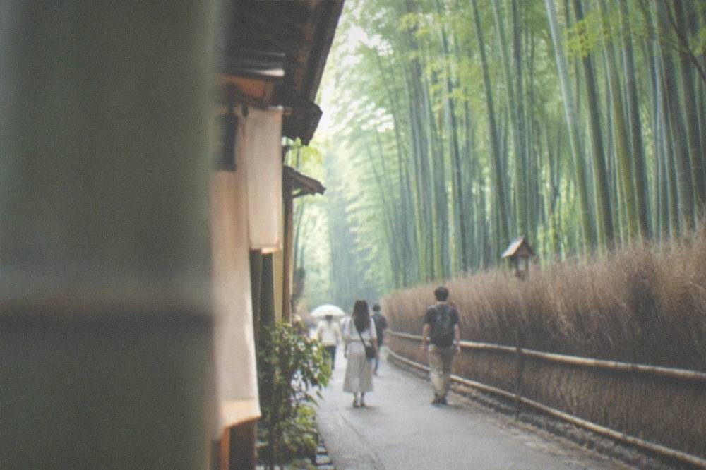 The tall green stalks of the Arashiyama bamboo grove rising on both sides of a walking path