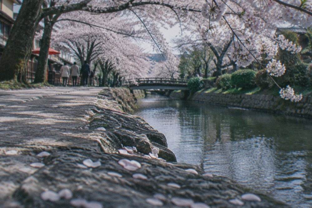 Cherry trees in full bloom along a stone path beside a canal in Kyoto