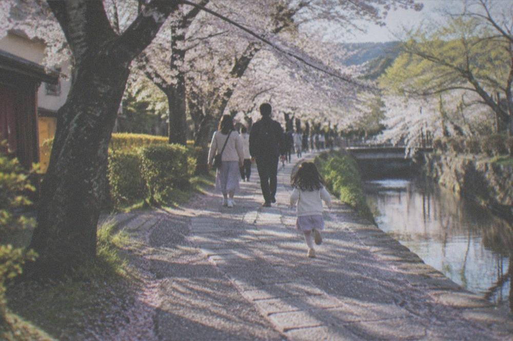 Family walking under cherry blossom trees along a canal path in Kyoto