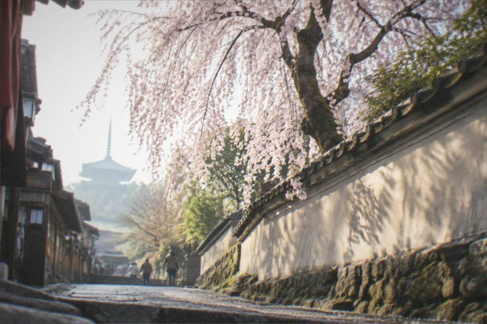 A weeping cherry tree beside a temple wall in Higashiyama in soft morning light
