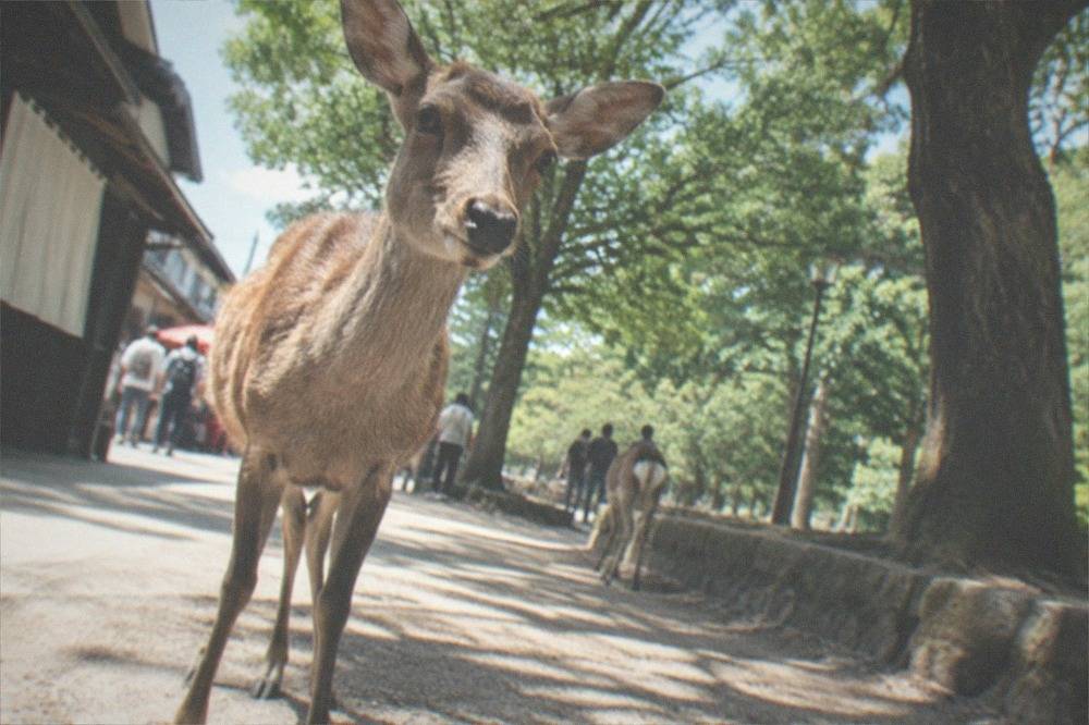 Deer standing on a path in Nara Park under trees