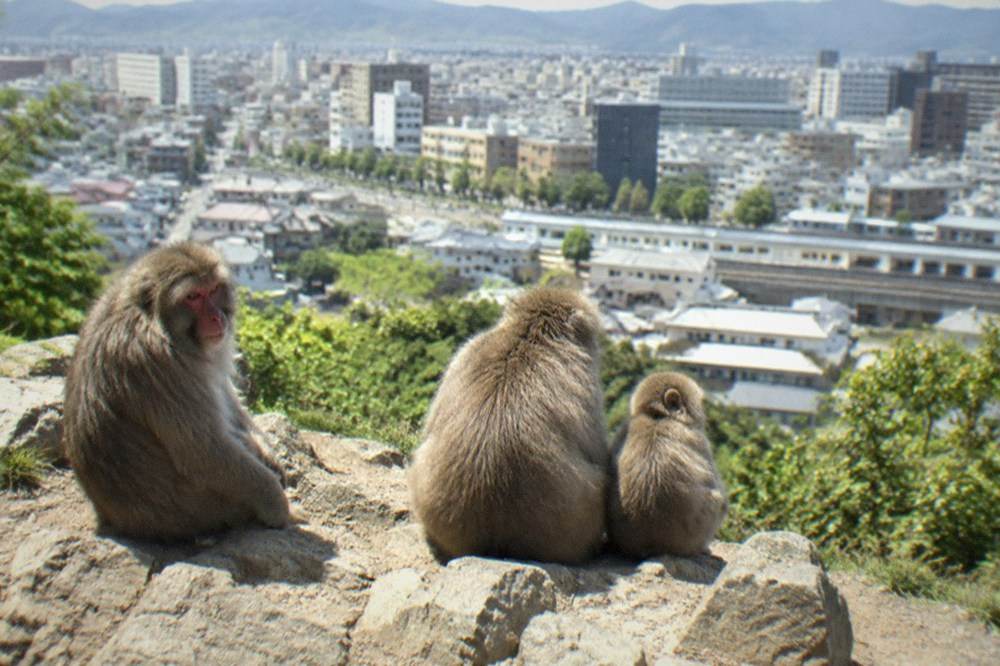 Japanese macaques sitting together on a rocky hilltop clearing above the Kyoto skyline