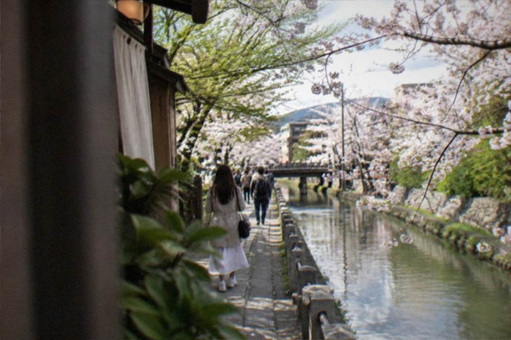 Cherry blossom trees in full bloom along a canal path in Kyoto